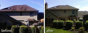 shingle roof cleaning